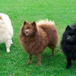 Breed of German and Pomeranian Spitz Photo