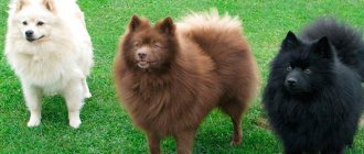 Breed of German and Pomeranian Spitz Photo