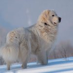 Slovakian Chuvach breed photo