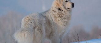 Slovakian Chuvach breed photo