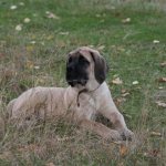 English Mastiff dog breed