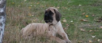 English Mastiff dog breed