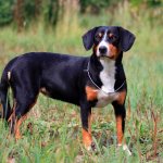 dog breed Appenzeller Mountain Dog