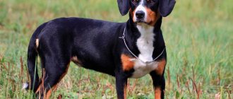 dog breed Appenzeller Mountain Dog