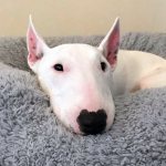 Bull Terrier dog breed: detailed description, character and maintenance features. Why is a bull terrier dangerous (besides the fact that it is addictive) 