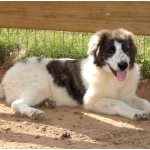 Karakachan dog breed photo thumbnail