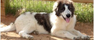 Karakachan dog breed photo thumbnail