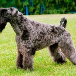 Kerry Blue Terrier dog breed