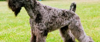 Kerry Blue Terrier dog breed