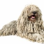 Komondor dog breed