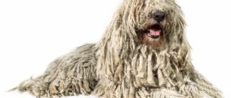 Komondor dog breed