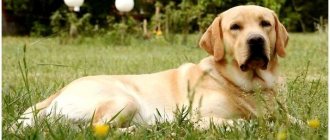 Labrador dog breed size thumbnail