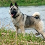 dog breed Norwegian Elk Husky