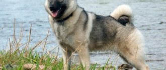 dog breed Norwegian Elk Husky