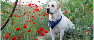 A dog breed similar to a Labrador thumbnail