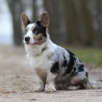 dog breed welsh corgi cardigan photo