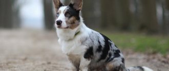 dog breed welsh corgi cardigan photo