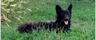 A breed of dog that looks like a fox