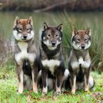 Shikoku dog breed