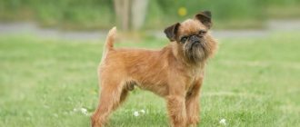 Breeds of bearded dogs and features of caring for them