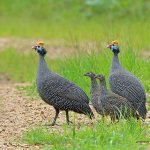 Guinea fowl breeds