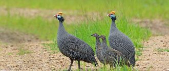 Guinea fowl breeds