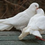 pigeon breeds with photos and names