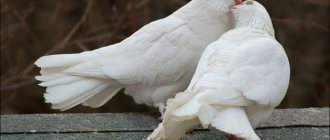 pigeon breeds with photos and names