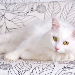 Cat Breeds That Look Big Because of Their Fluffy Coat: Turkish Angora