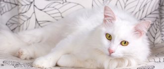 Cat Breeds That Look Big Because of Their Fluffy Coat: Turkish Angora