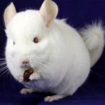 Chinchilla breeds: white