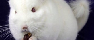 Chinchilla breeds: white