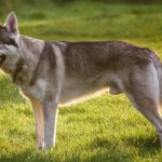 Dog breeds similar to wolves, descendants of wolves or crossed with wolves