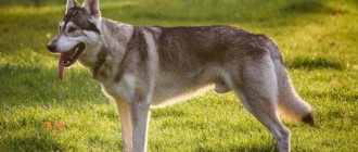 Dog breeds similar to wolves, descendants of wolves or crossed with wolves