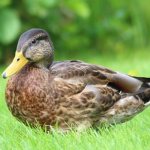 Duck breeds: names and photos (catalog)