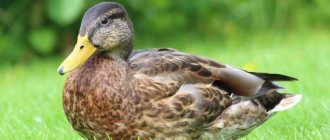 Duck breeds: names and photos (catalog)