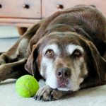 After surgery, your dog may become less active