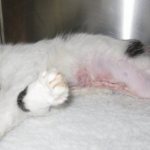 After sterilization, a cat has a lump under the seam: what to do