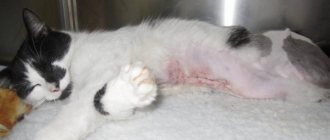 After sterilization, a cat has a lump under the seam: what to do