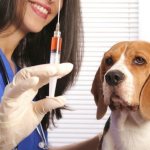 Give an injection to a dog