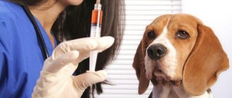 Give an injection to a dog