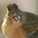 Finch behavior and diet photo