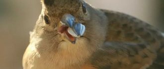 Finch behavior and diet photo