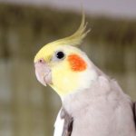 cockatiel behavior 4