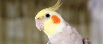 cockatiel behavior 4