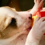 Rules for feeding puppies by month