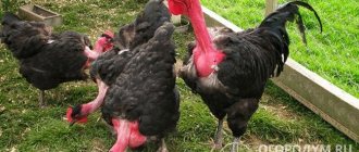 Representatives of the breed have an unusual appearance; they can be easily distinguished at first glance from other chickens by the absence of feathers on the neck