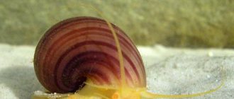 freshwater snail