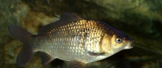 Freshwater-fish-their-types-names-features-and-habitat-3