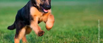 &#39;When teaching a puppy the command &quot;fetch&quot;